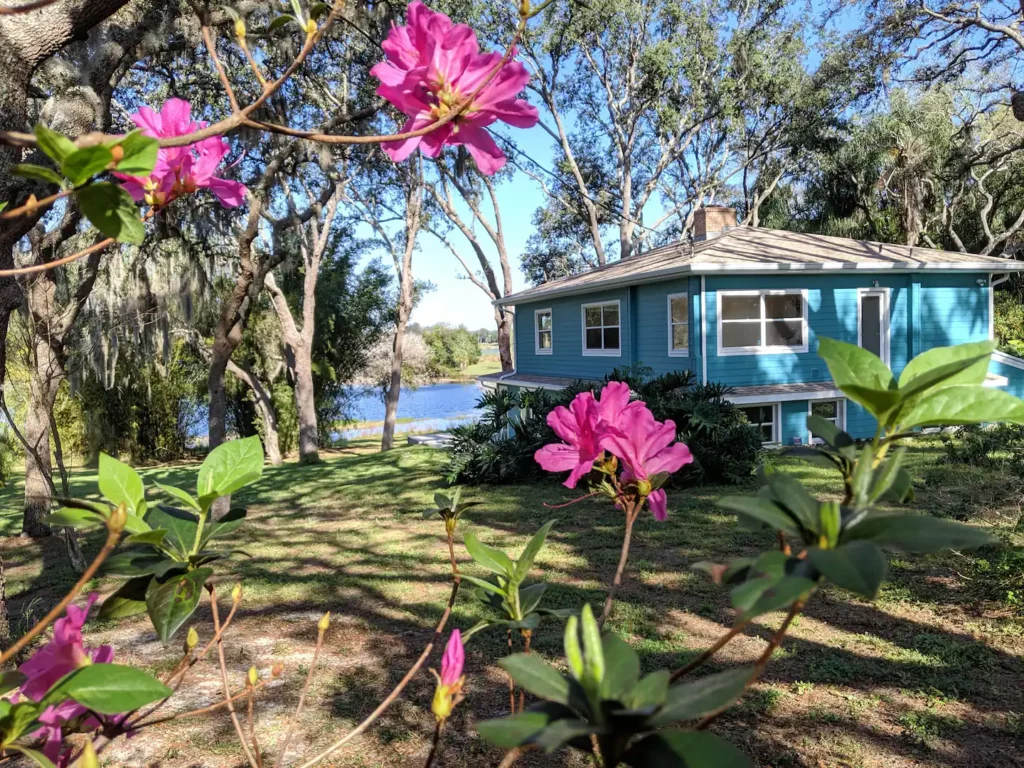 Azalea's bloom in February!
